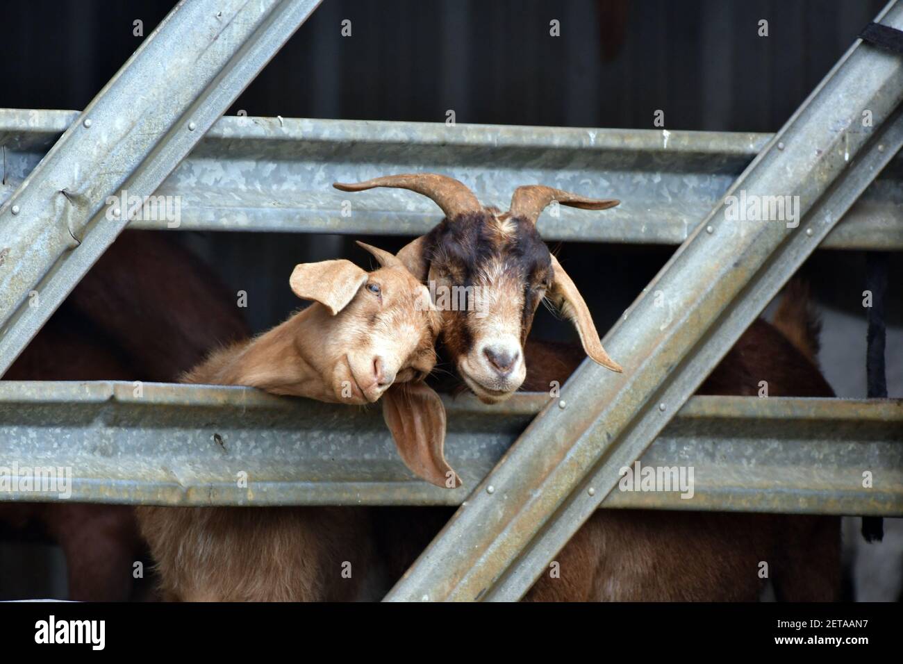 Two goats in a pen snuzzle affectionately to pass the time. Stock Photo