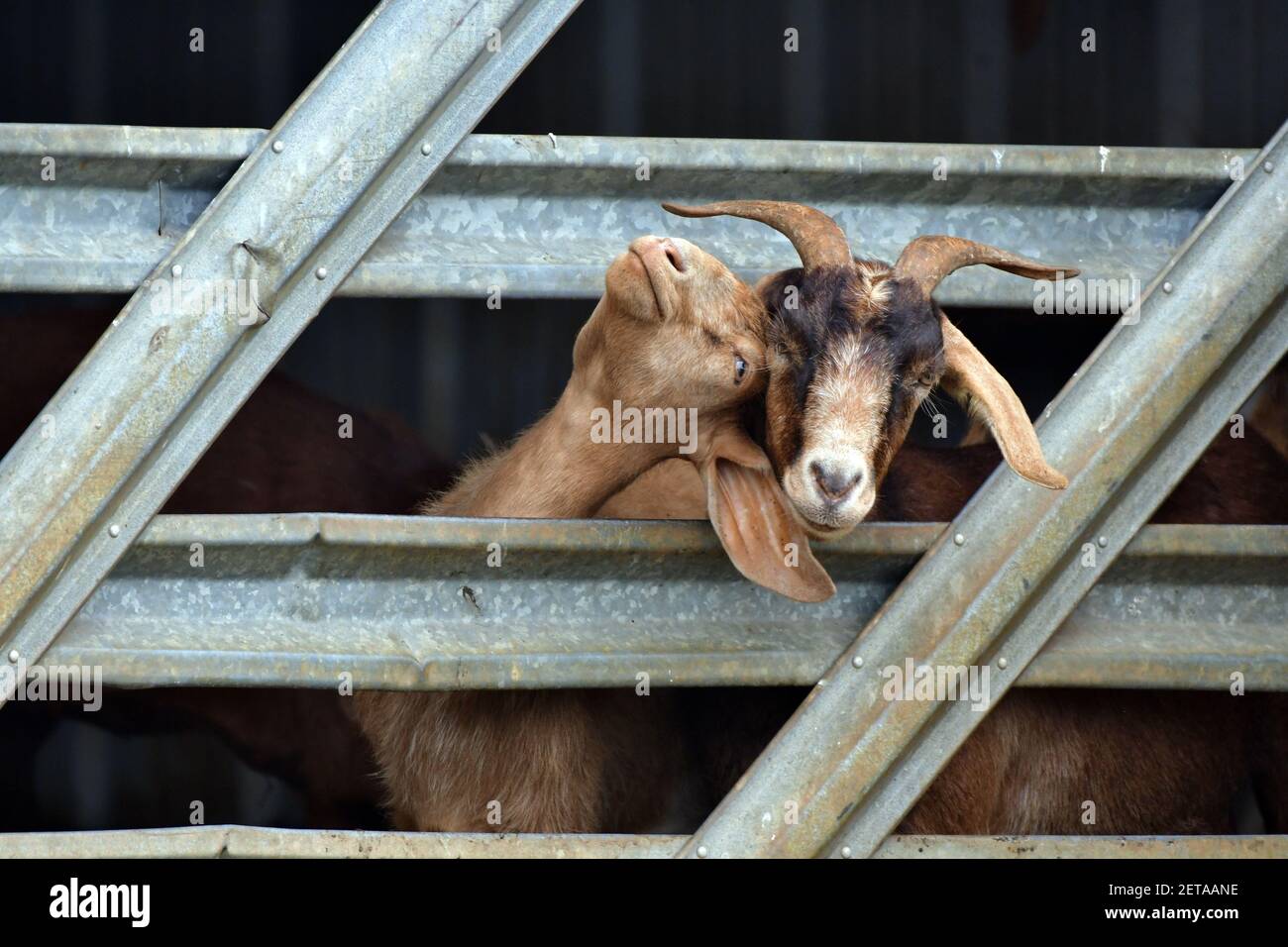 Two goats in a pen snuzzle affectionately to pass the time. Stock Photo