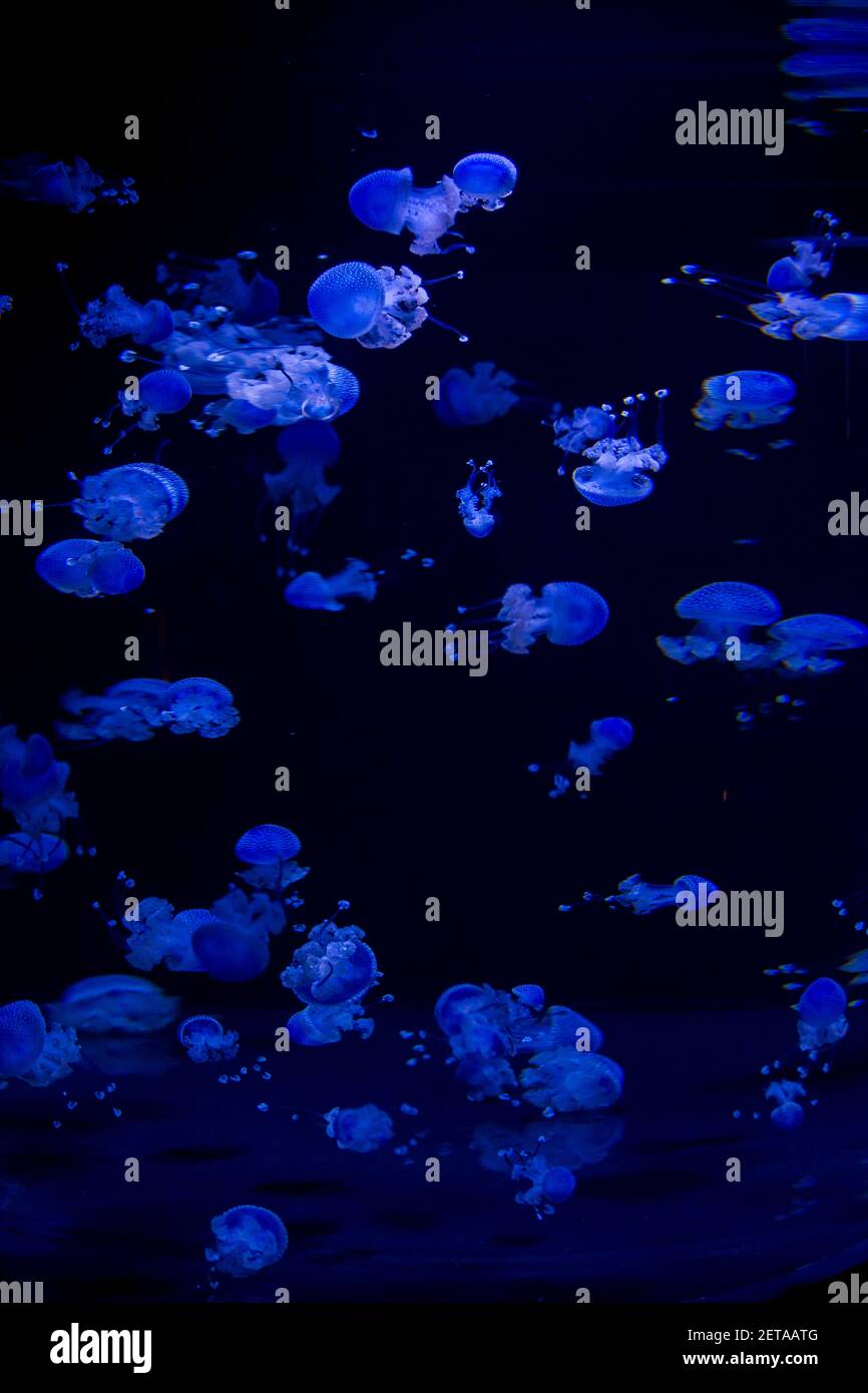 Phyllorhiza punctata jellyfish, also known as the floating bell ...