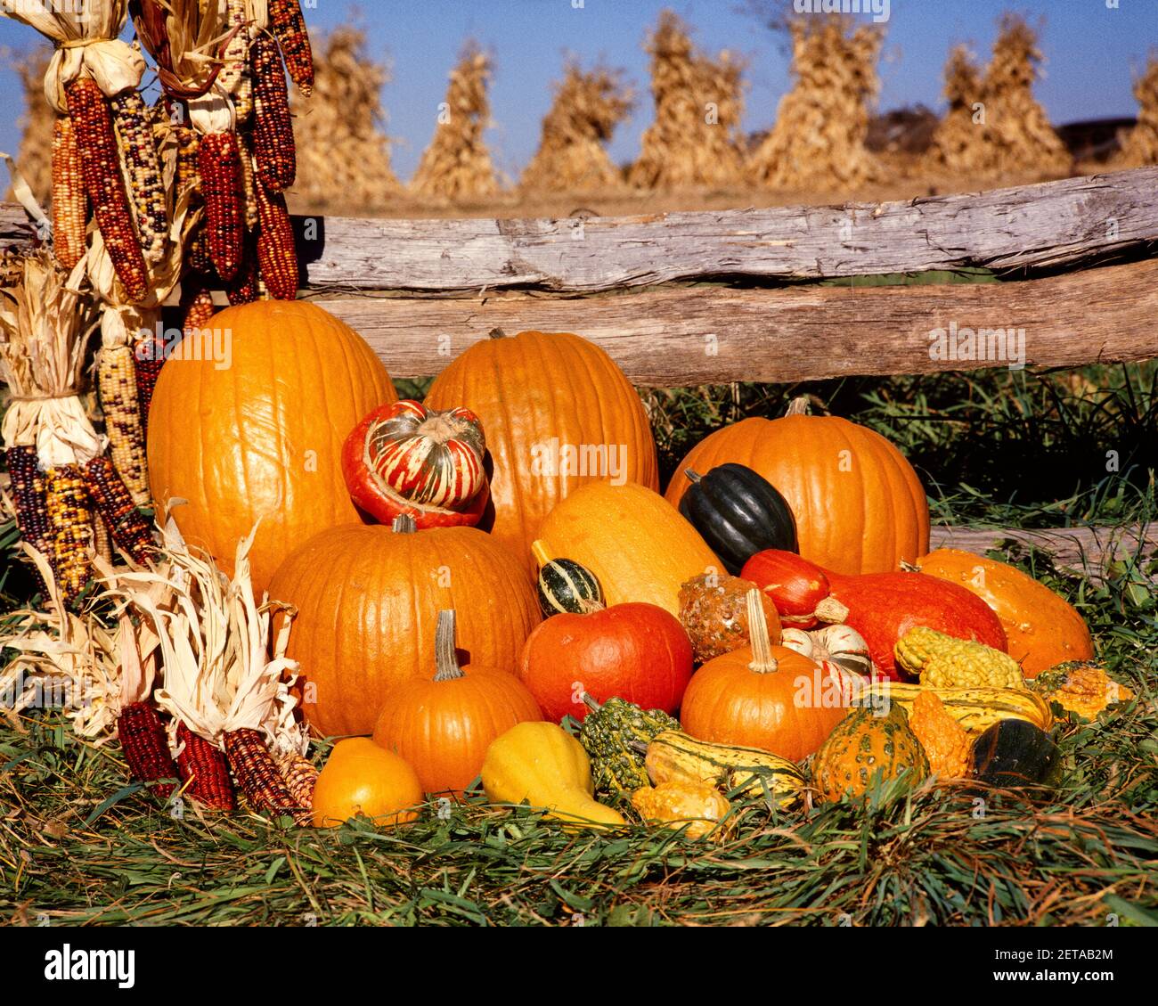 1970s AUTUMN HARVEST ARRANGEMENT OF PUMPKINS GOURDS SQUASH AND CORN BY SPLIT RAIL FENCE CORN FIELD BEYOND - kh6913 HAR001 HARS GRATEFUL OCTOBER ABUNDANCE GOURDS GROWTH NOVEMBER SEASONAL AUTUMNAL FALL FOLIAGE HAR001 OLD FASHIONED Stock Photo