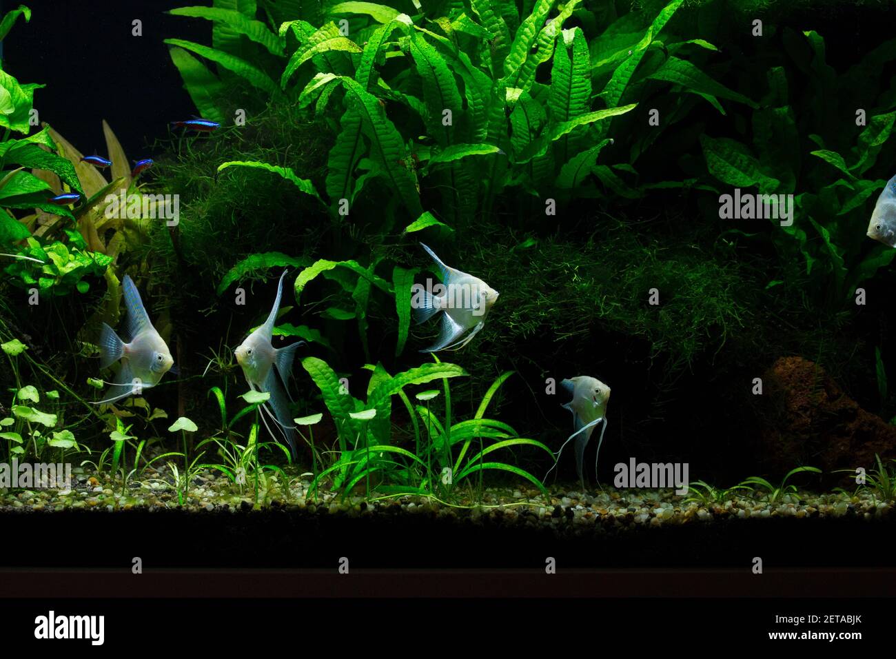 Fresh water planted aquarium with silver platinum angelfish Stock Photo