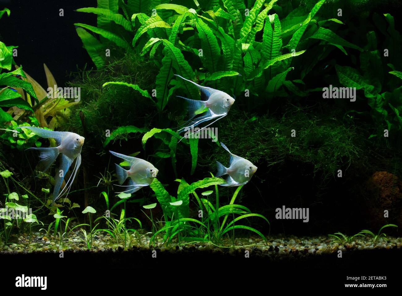 Fresh water planted aquarium with silver platinum angelfish Stock Photo