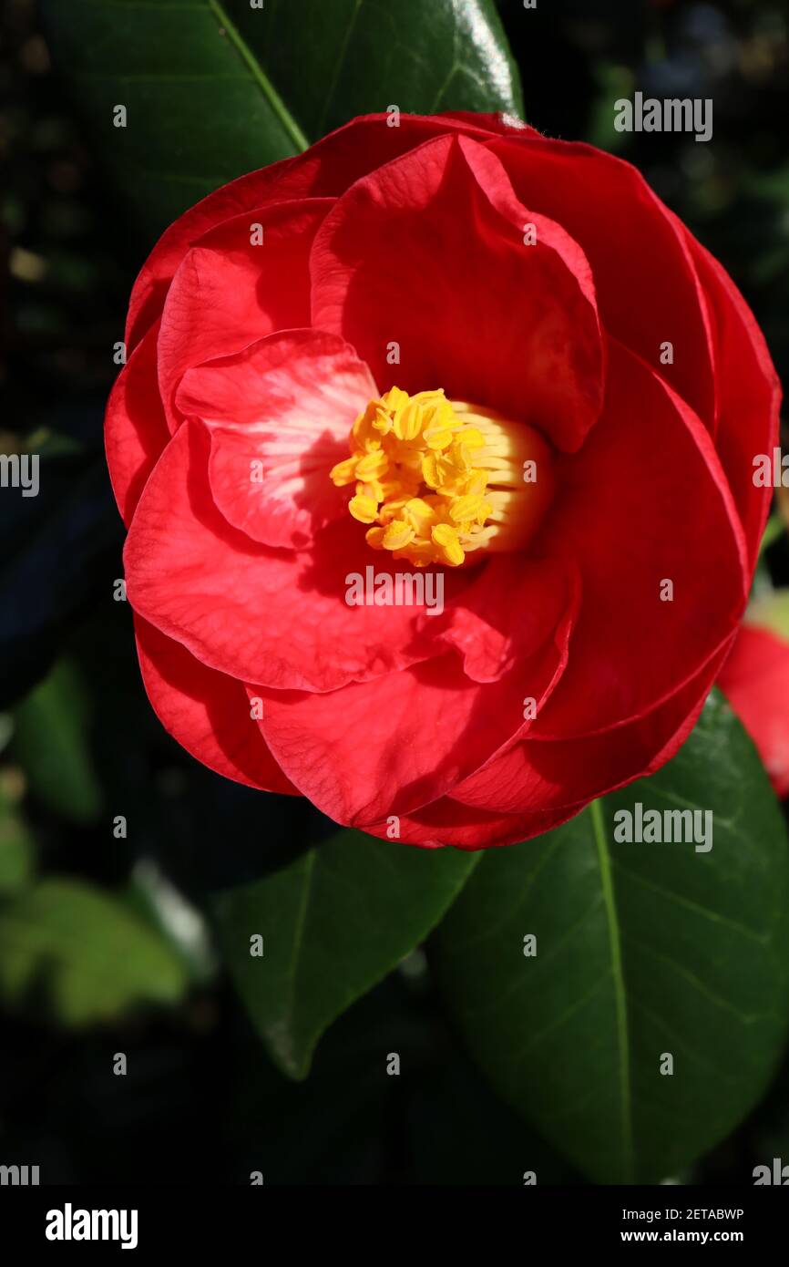 Camellia japonica ???Greensboro Red??? Camellia Greensboro Red deep red