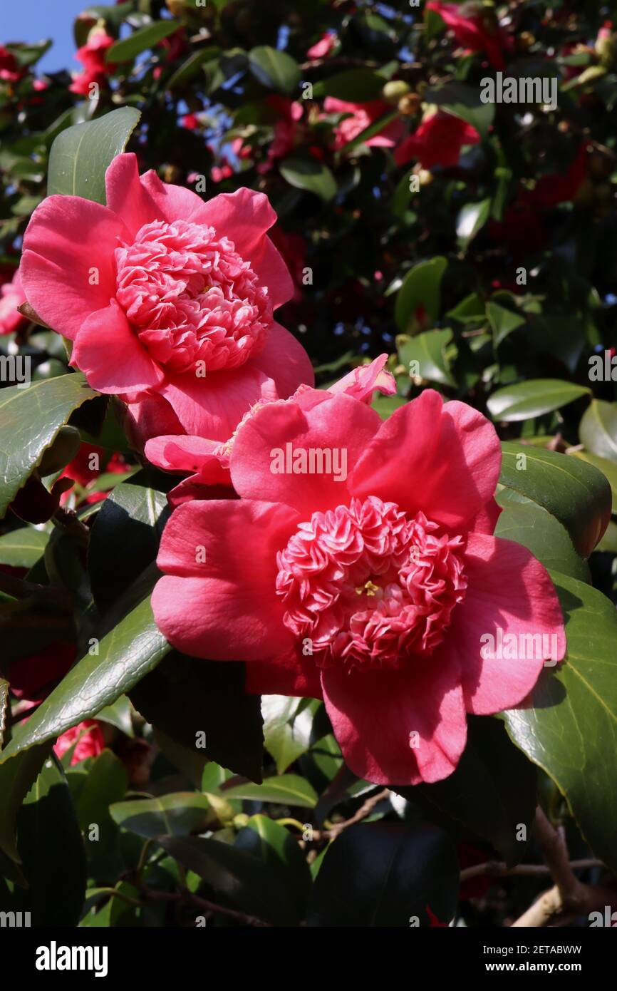 Camellia japonica ‘Anemoniflora’ Camellia Anemoniflora – anemone form crimson flower with ruffled centre,  March, England, UK Stock Photo