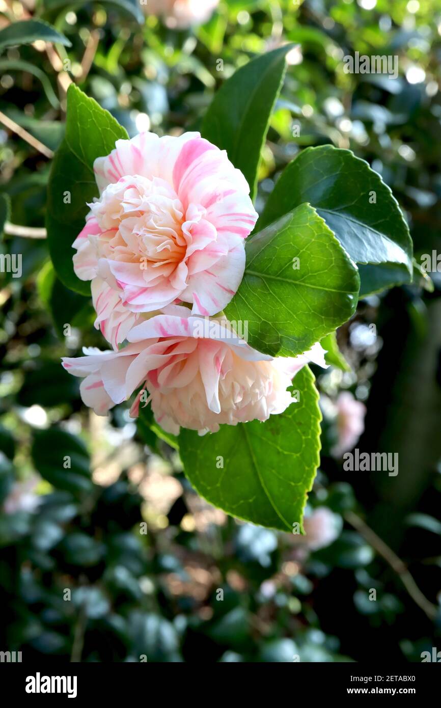 Camellia japonica ‘Marguerite Gouillon’ Camellia Marguerite Gouillon – white double flowers with pink streaks,  March, England, UK Stock Photo
