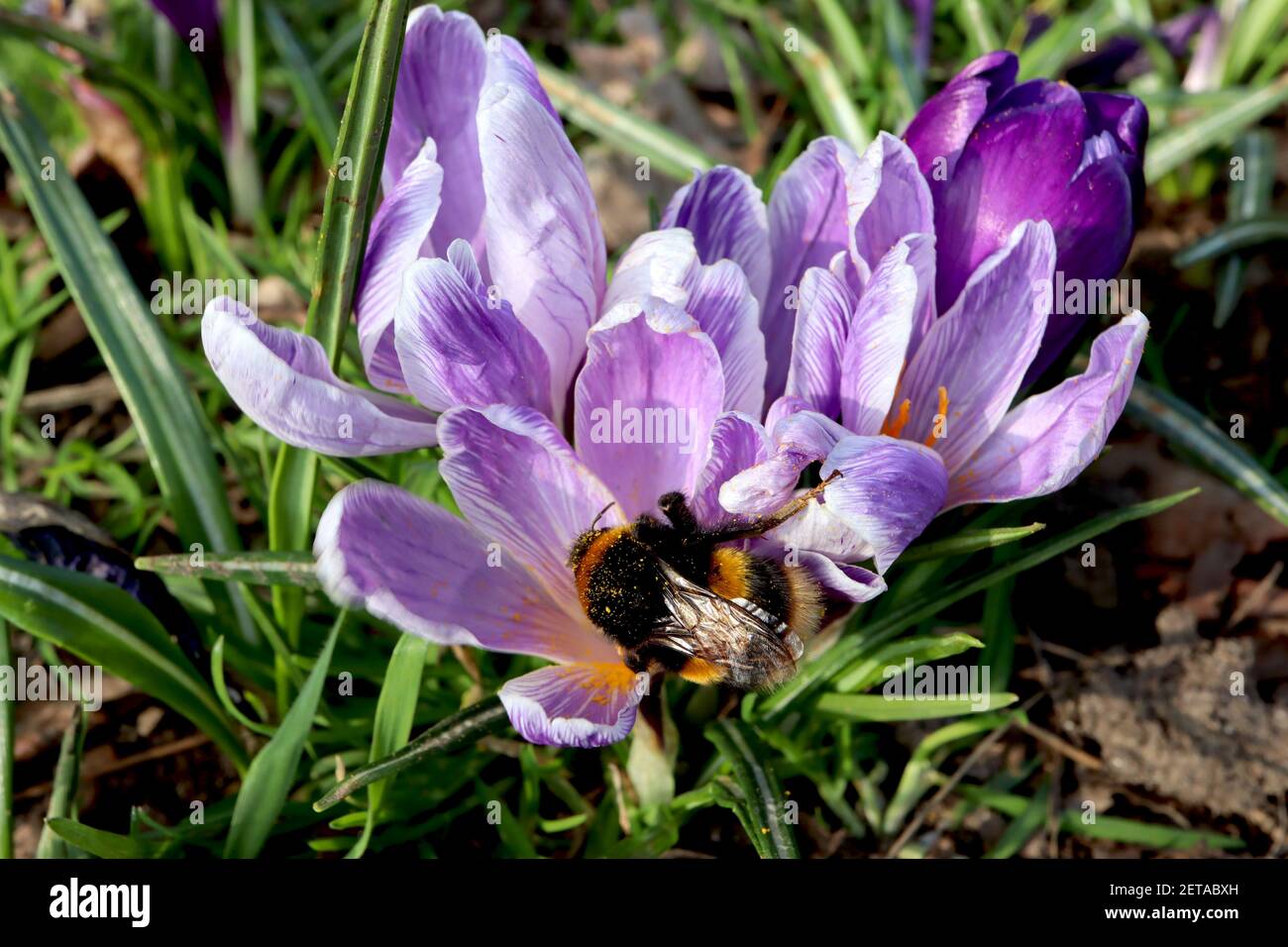 Crocus vernus ‘Pickwick’ Pickwick crocus – white flowers with purple veins,  March, England, UK Stock Photo
