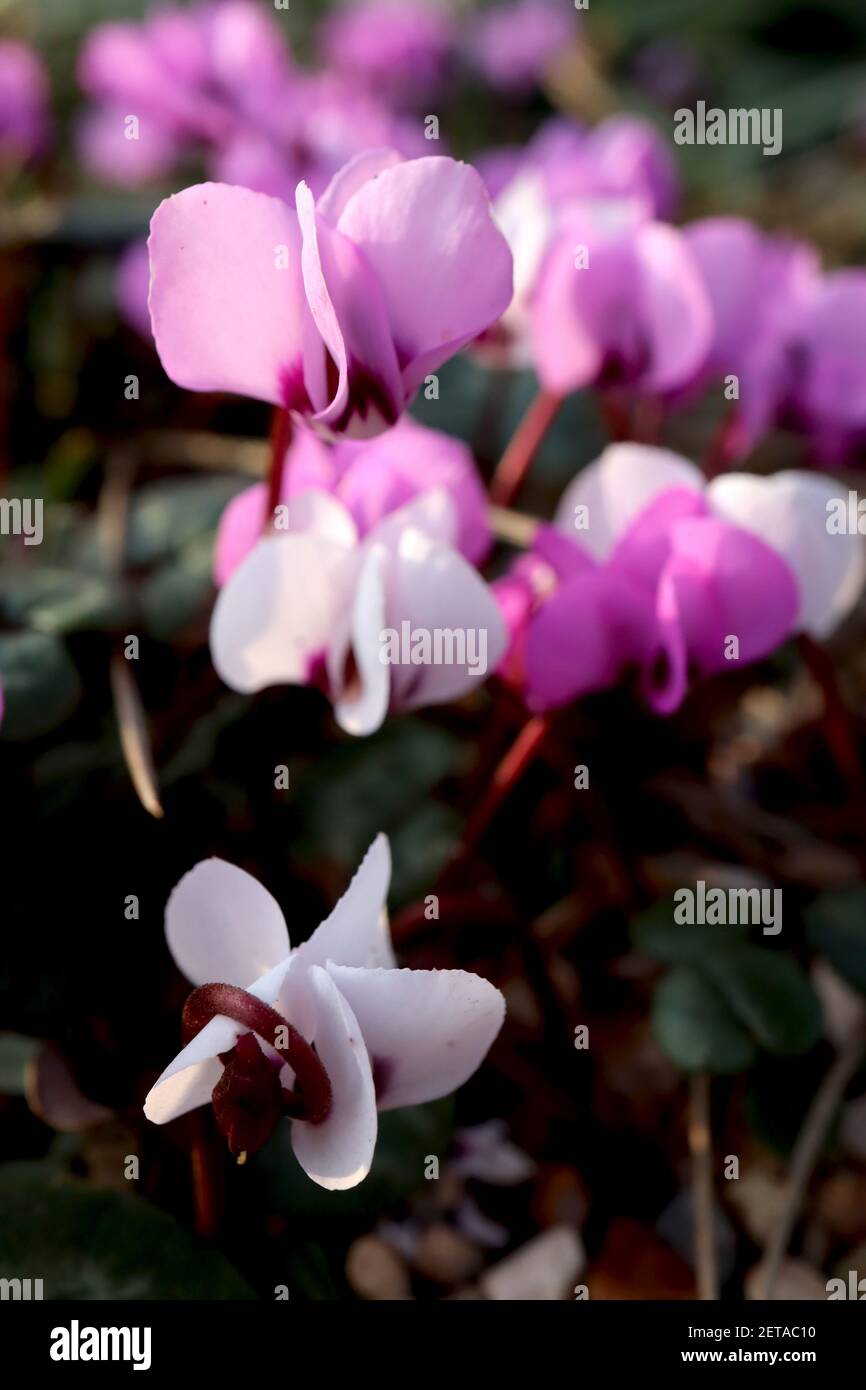 Cyclamen coum ‘Cyberia Mix’ pink, white, dark rose Eastern sowbread - small flowers with upswept petals and round patterned leaves,  March, England,UK Stock Photo