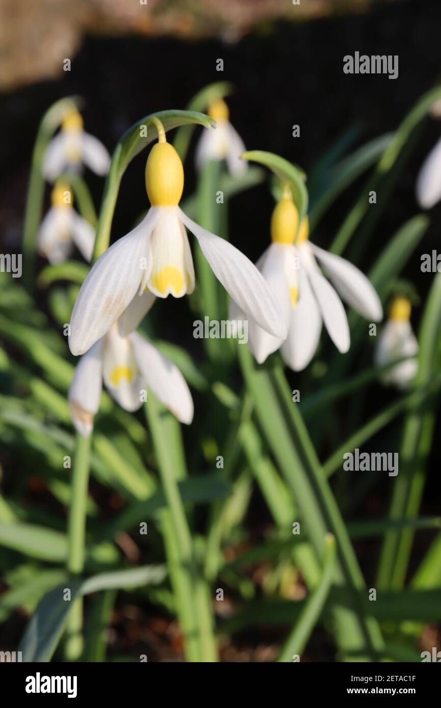 Galanthus plicatus ‘Spindlestone Surprise’ Snowdrop Spindlestone Surprise – white flowers, yellow inverted U marking and yellow ovary,  March, England Stock Photo