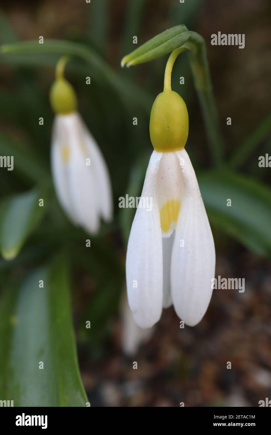 Galanthus plicatus ‘Madelaine’ Snowdrop Madelaine – budding white flower with yellow inverted U marking and green gold ovary,  March, England, UK Stock Photo