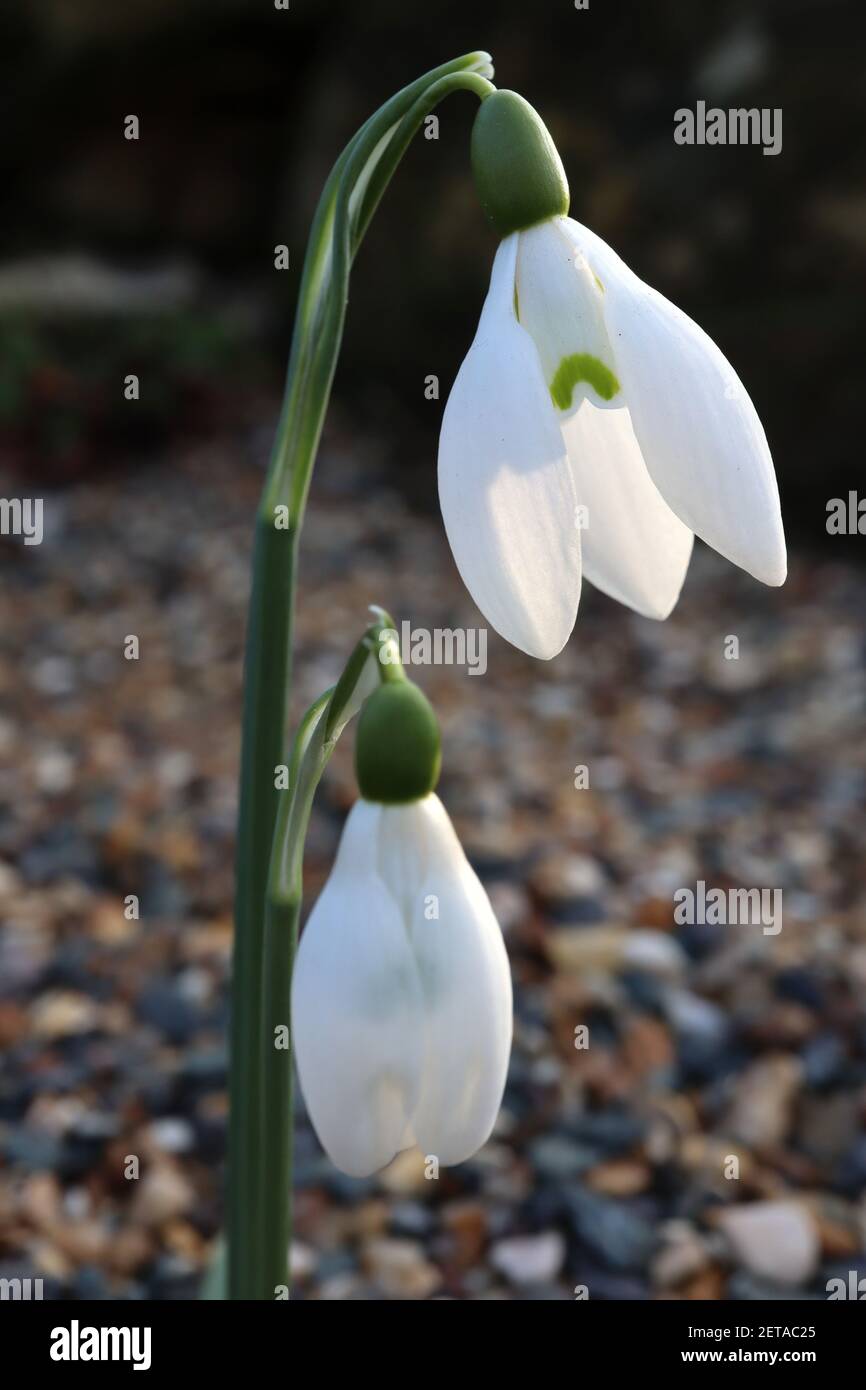 Galanthus X Valentinei Compton Court Snowdrop Compton Court White galanthus-x-valentinei-compton-court-snowdrop-compton-court-white
