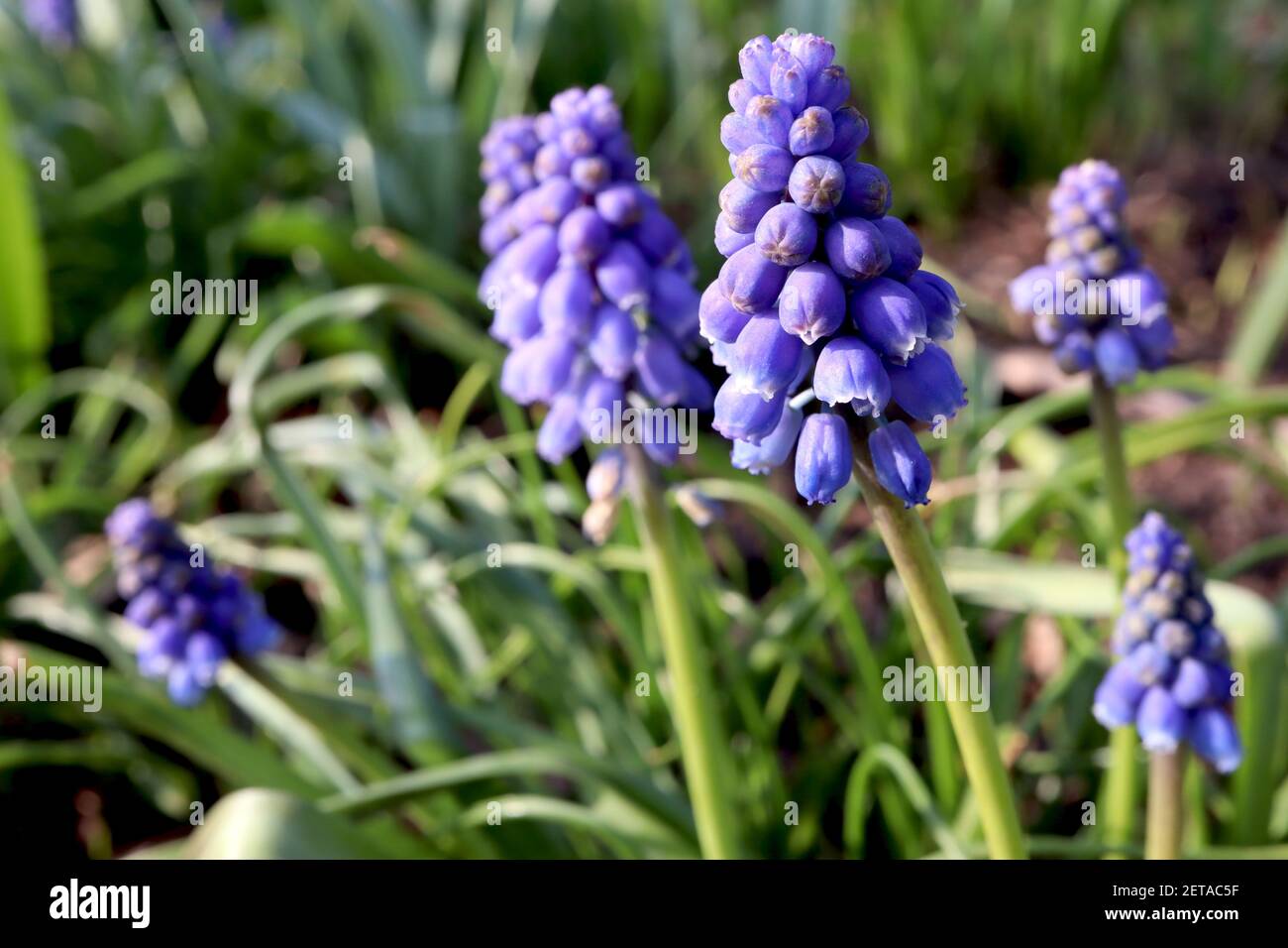 Muscari armeniacum ‘Christmas Pearl’ grape hyacinth Christmas Pearl – tiny urn-shaped violet blue flowers,  March, England, UK Stock Photo