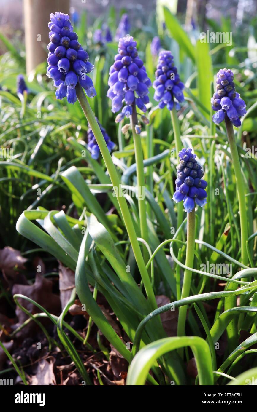 Muscari armeniacum ‘Christmas Pearl’ grape hyacinth Christmas Pearl – tiny urn-shaped violet blue flowers,  March, England, UK Stock Photo