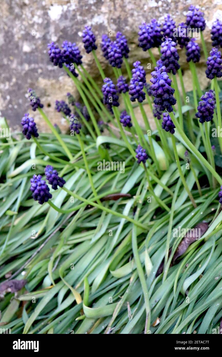 Muscari commutatum dark grape hyacinth - tiny urn-shaped violet blue and purple black flowers, March, England, UK Stock Photo