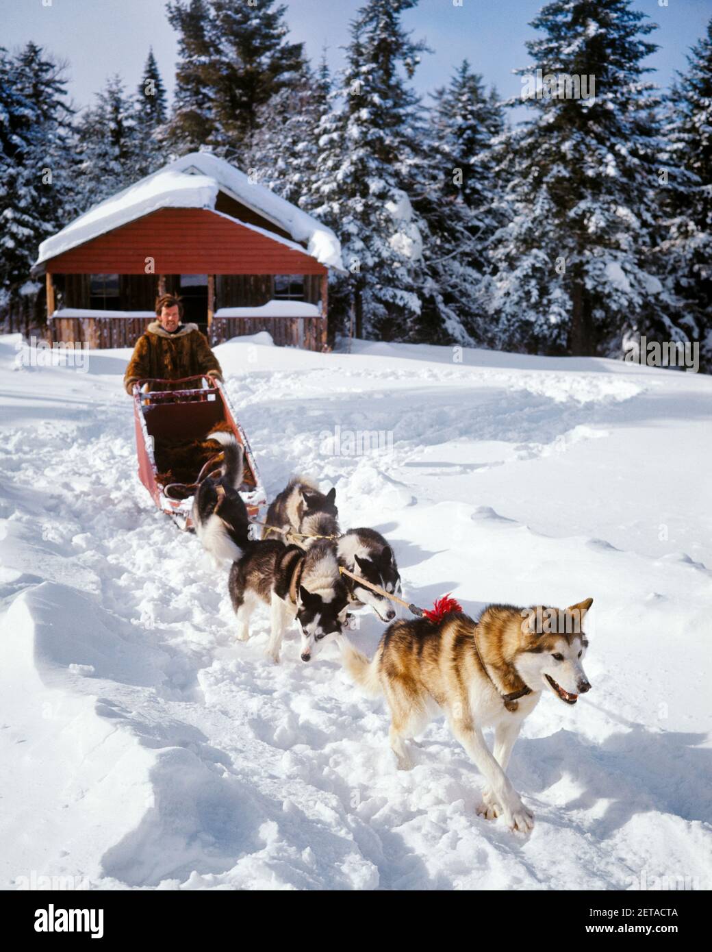 1970s MAN A MUSHER RIDING A DOG SLED IN WINTER SNOW 5 HUSKIES DOGS PULLING THE SLED BUILDING SKI CHALET CABIN IN BACKGROUND - kw3979 HAR001 HARS TRANSPORTATION WINTERTIME FREEDOM MAMMALS ADVENTURE PROPERTY STRENGTH CANINES EXCITEMENT LEADERSHIP RECREATION POOCH REAL ESTATE CONNECTION STRUCTURES WINTERY CANINE CHALET COOPERATION MAMMAL MID-ADULT MID-ADULT MAN MUSHER MUSHING TOGETHERNESS CAUCASIAN ETHNICITY HAR001 OLD FASHIONED Stock Photo