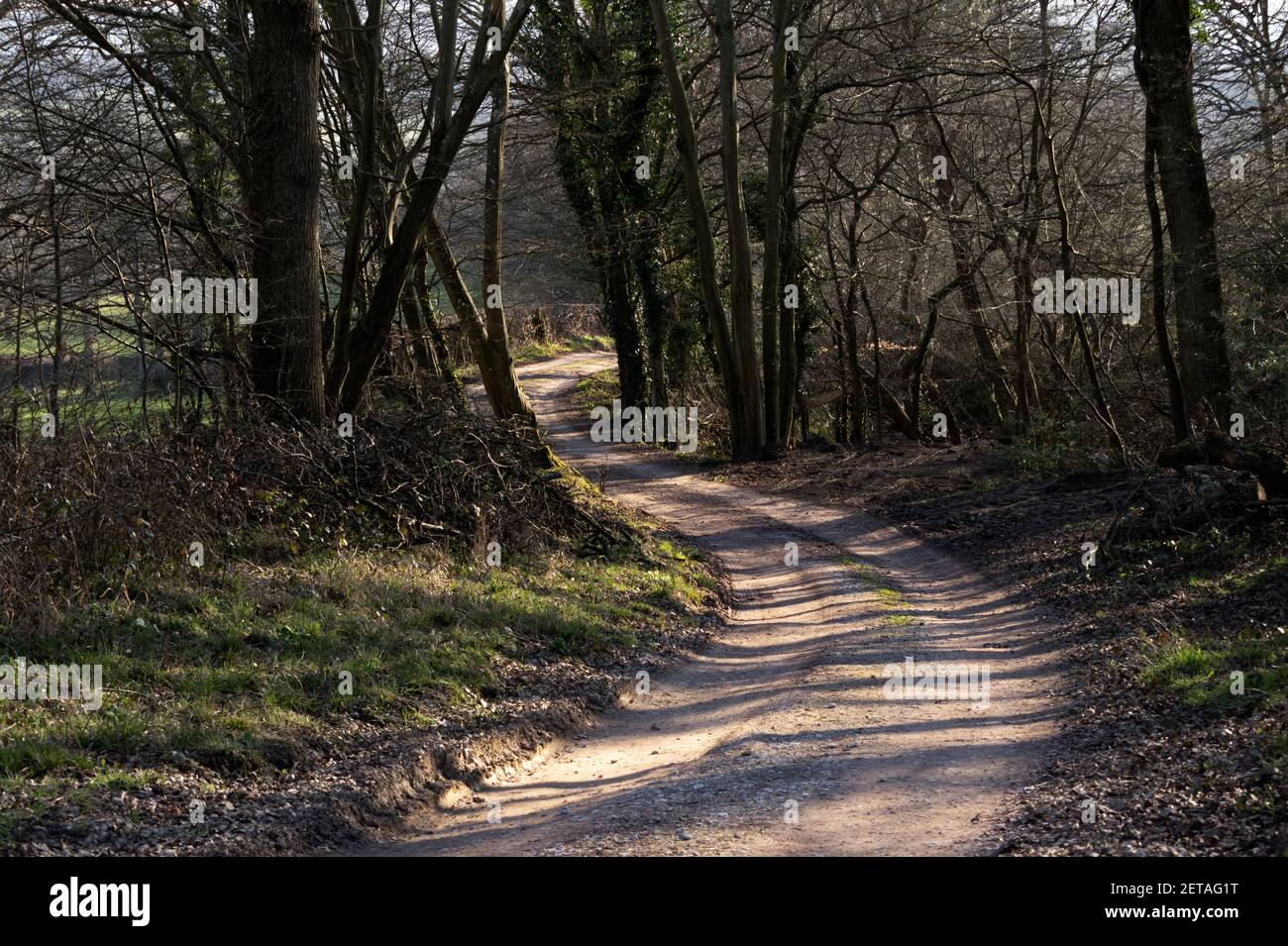 Farm track in winter meandering through the trees Stock Photo