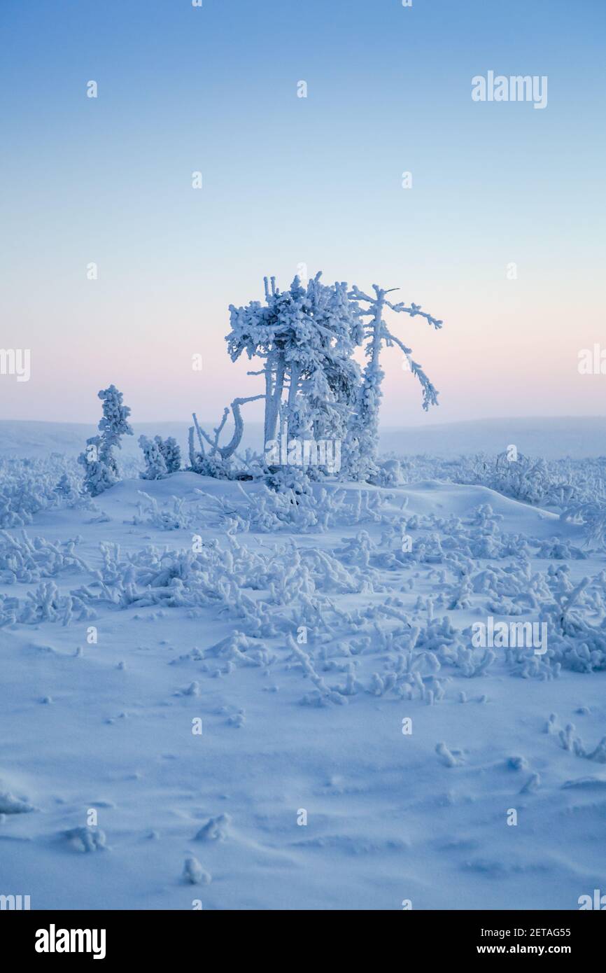 Frozen arctic trees hires stock photography and images Alamy
