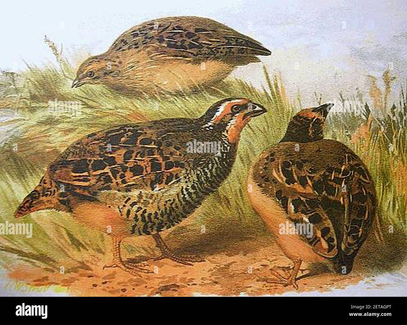 Perdicula asiatica hm Stock Photo Alamy