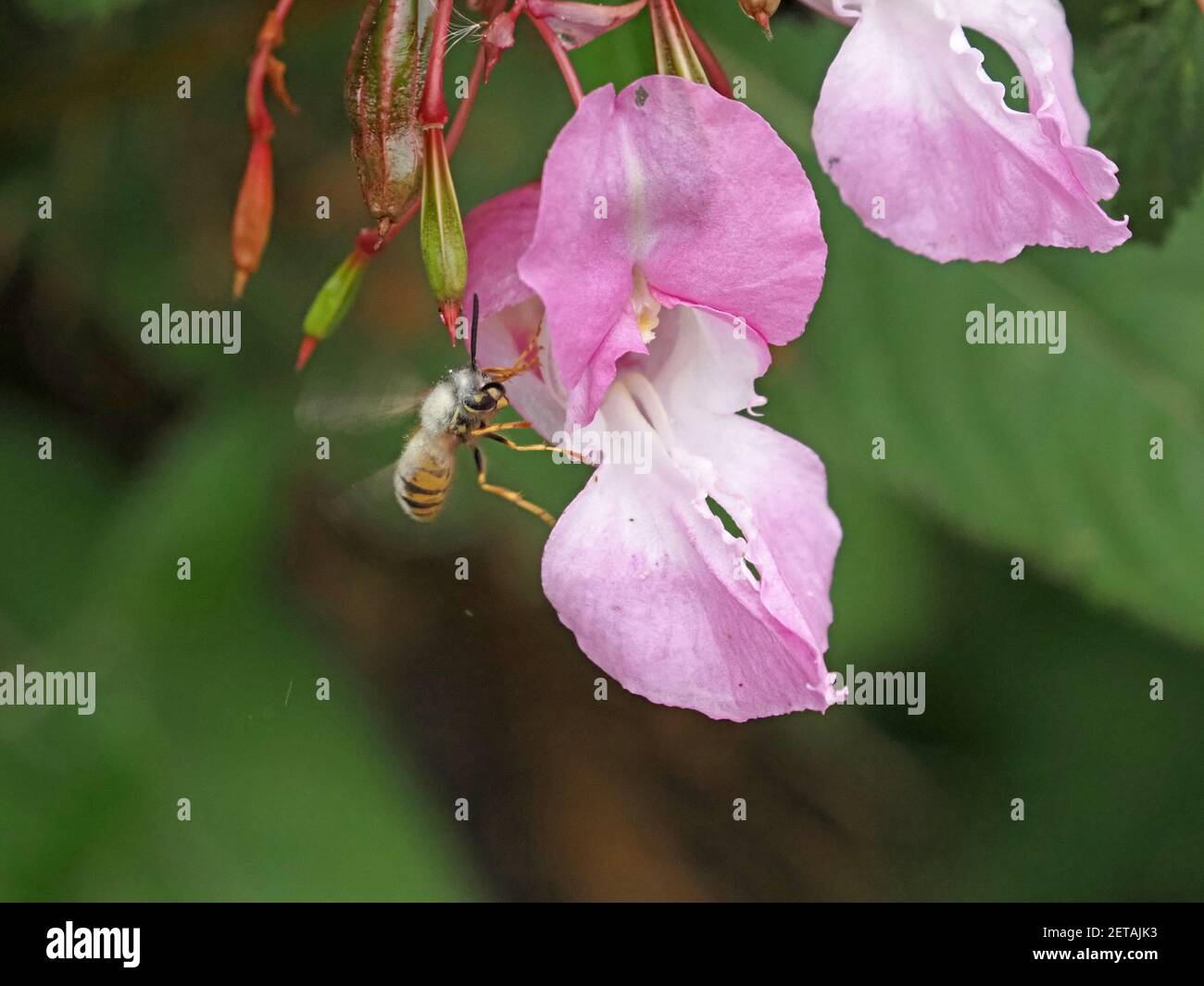 flying common wasp (Vespula vulgaris) coated with white pollen of pink flower of Himalayan Balsam (Impatiens glandulifera) North Yorkshire, England,UK Stock Photo