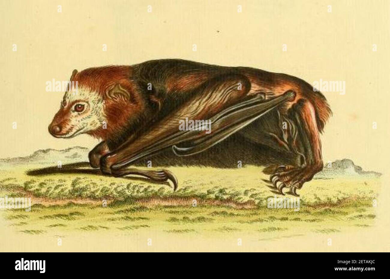 Peropteryx trinitatis illustration Stock Photo Alamy