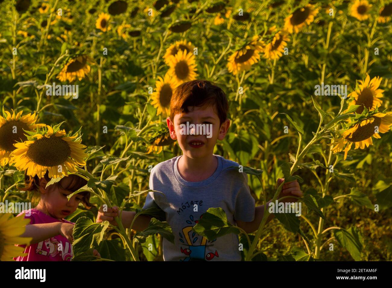A cute boy and a baby girl playing in a field of sunflowers in the sunset Stock Photo