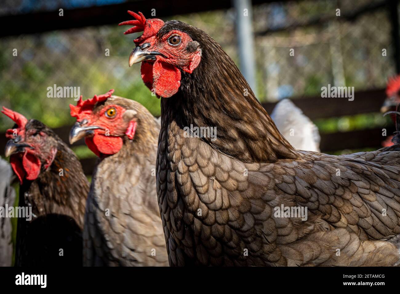 Blue Plymouth Rock chickens in their coop at Holman Harvest Farm, a free range and organic farm raising raises chickens, cattle, vegetables, and tropical fruit February 25, 2021 in Loxahatchee Groves, Florida. Stock Photo