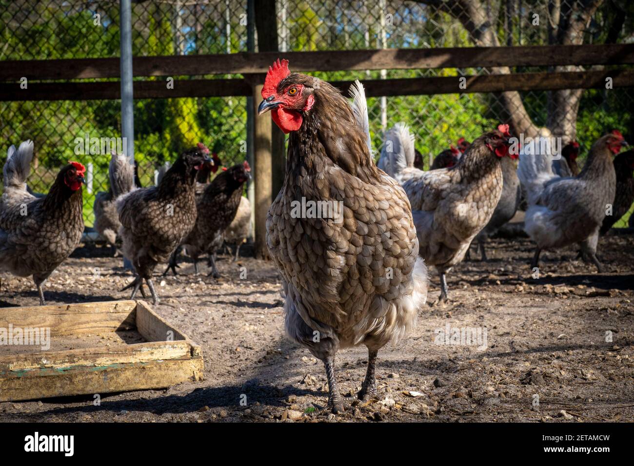 Blue Plymouth Rock chickens in their coop at Holman Harvest Farm, a free range and organic farm raising raises chickens, cattle, vegetables, and tropical fruit February 25, 2021 in Loxahatchee Groves, Florida. Stock Photo