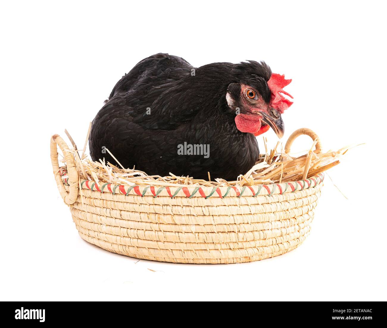 Ameraucana chicken hires stock photography and images Alamy