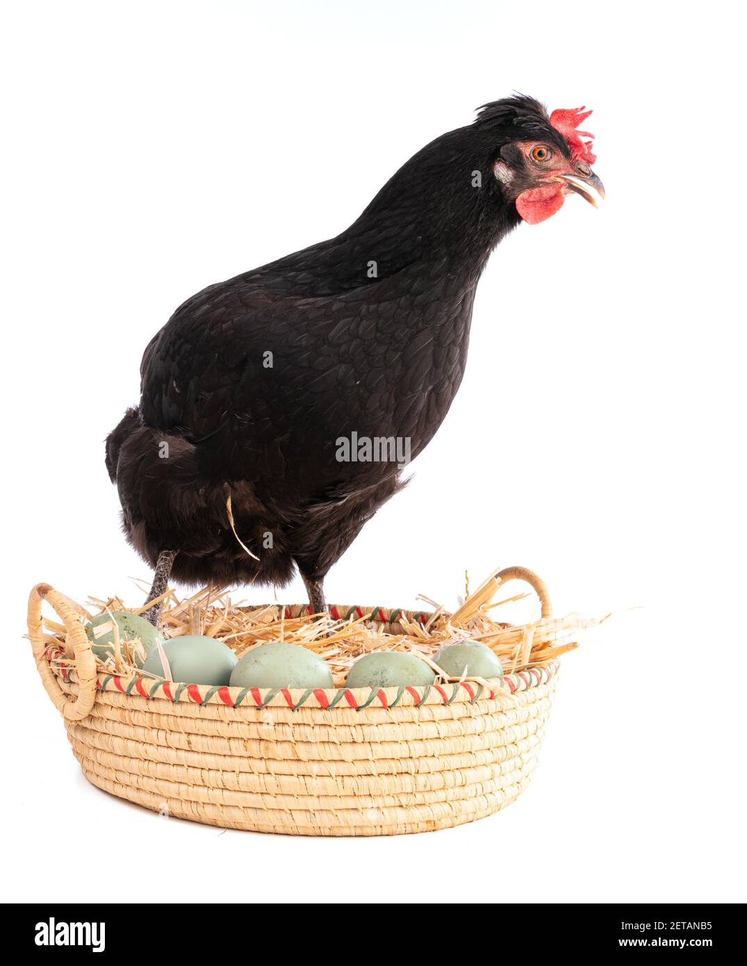 Ameraucana chicken hires stock photography and images Alamy