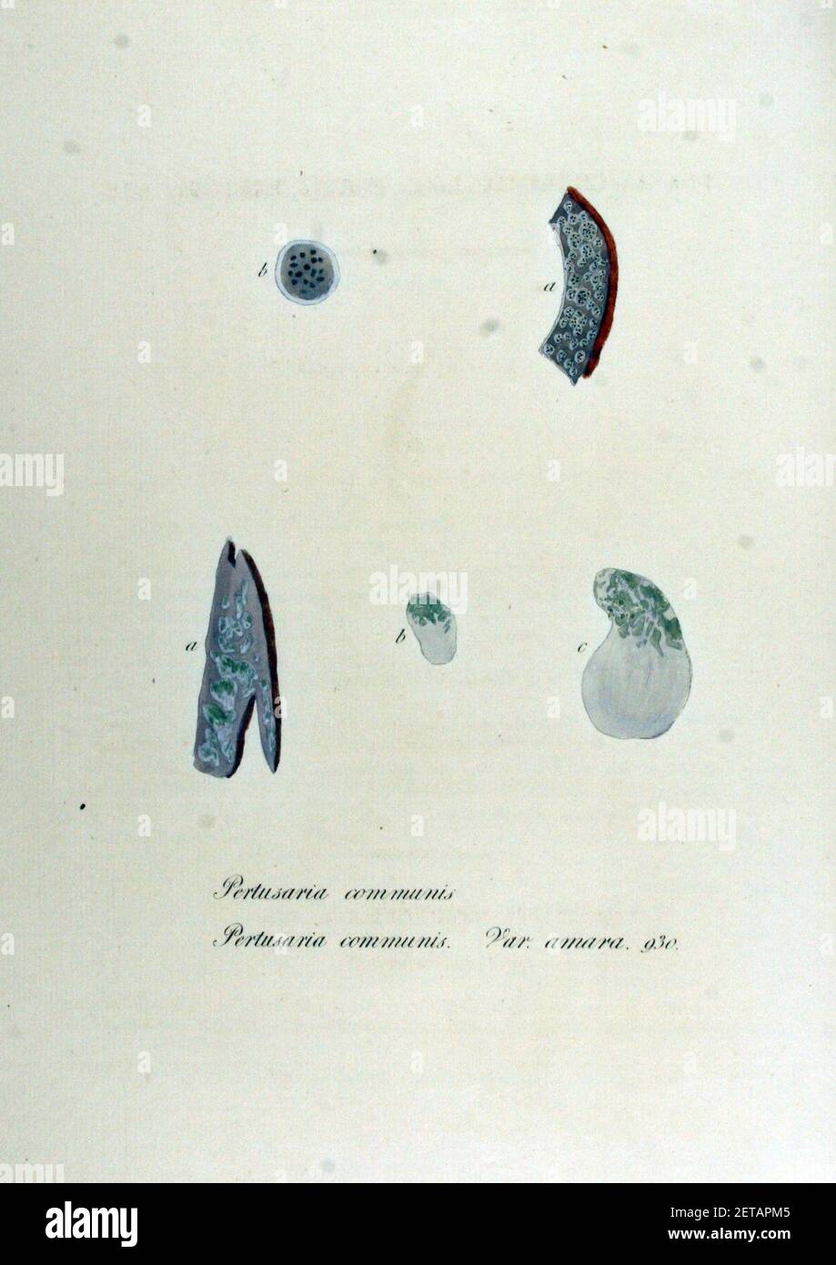 Pertusaria communis — Flora Batava — Volume v12. Stock Photo