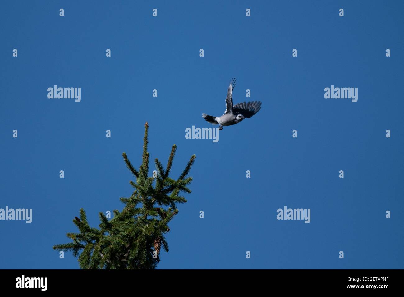A bluejay flies away from the top of a pine tree. Stock Photo