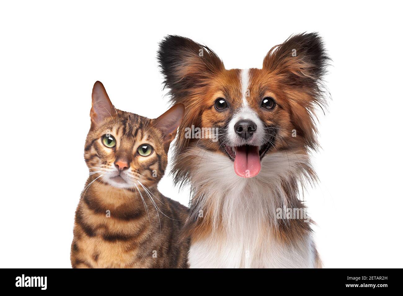 portrait of a dog and a cat looking at the camera in front of a white background Stock Photo