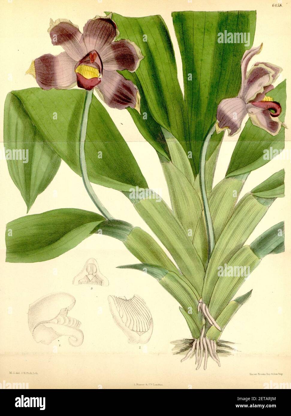 Pescatoria coelestis (as Bollea coelestis) - Curtis' 105 (Ser. 3 no. 35) pl. 6458 (1879). Stock Photo