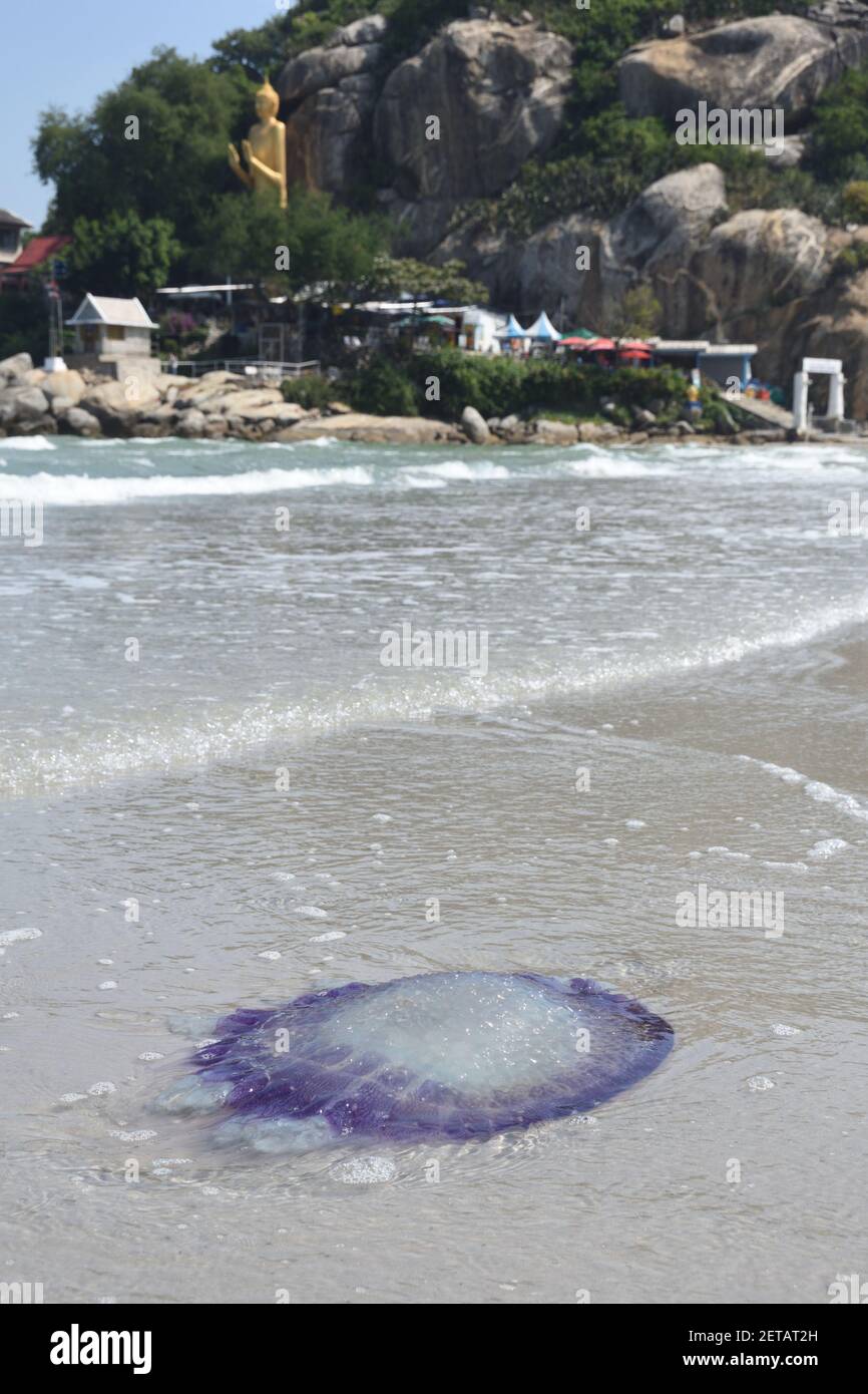 Purple Jellyfish on the beach in Hua Hin, Thaialnd. Stock Photo
