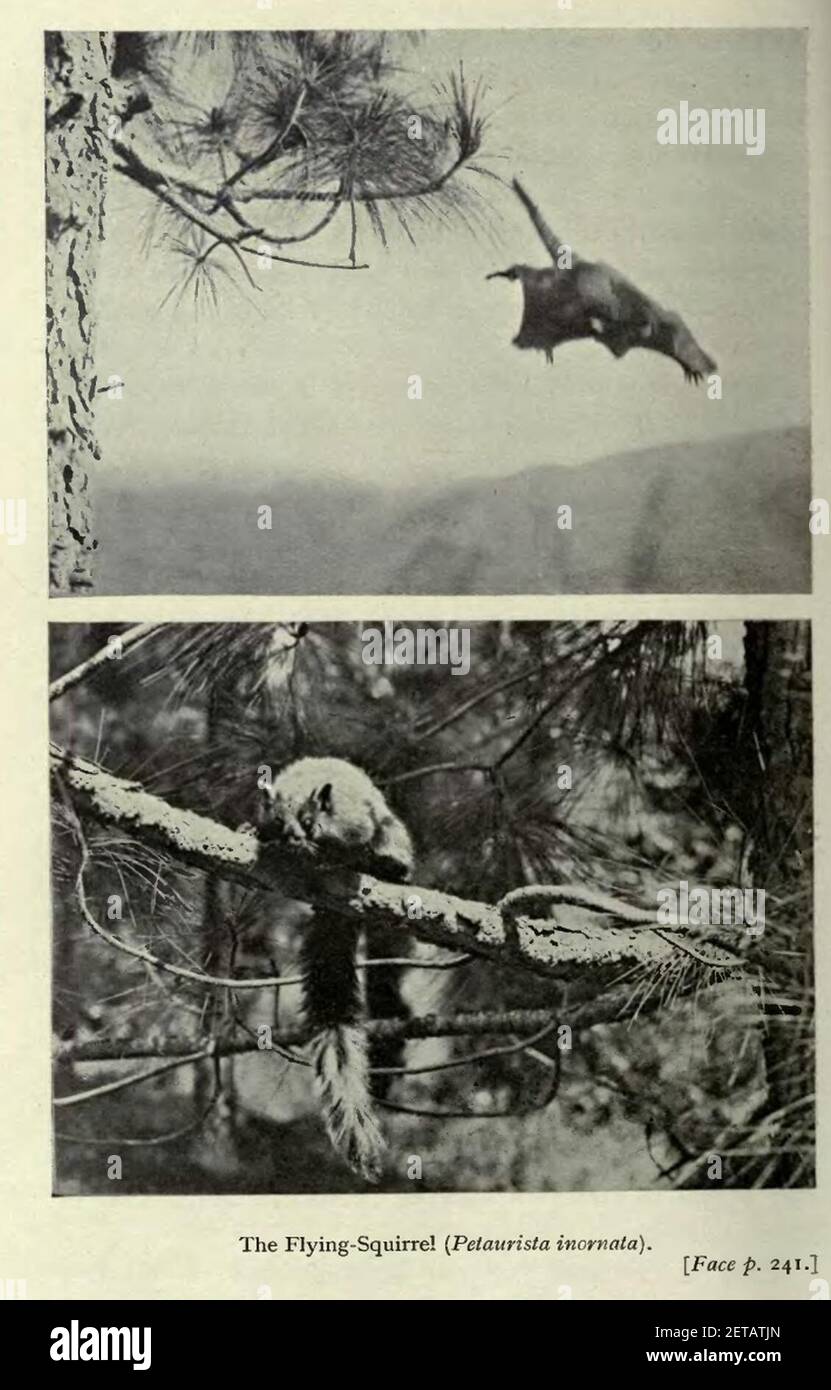 Petaurista hires stock photography and images Alamy