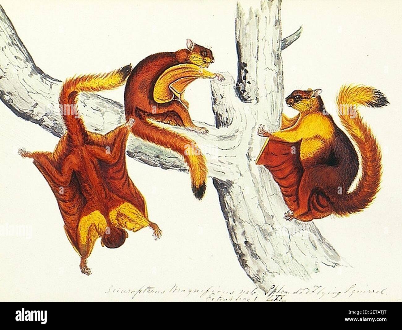 Petaurista hires stock photography and images Alamy