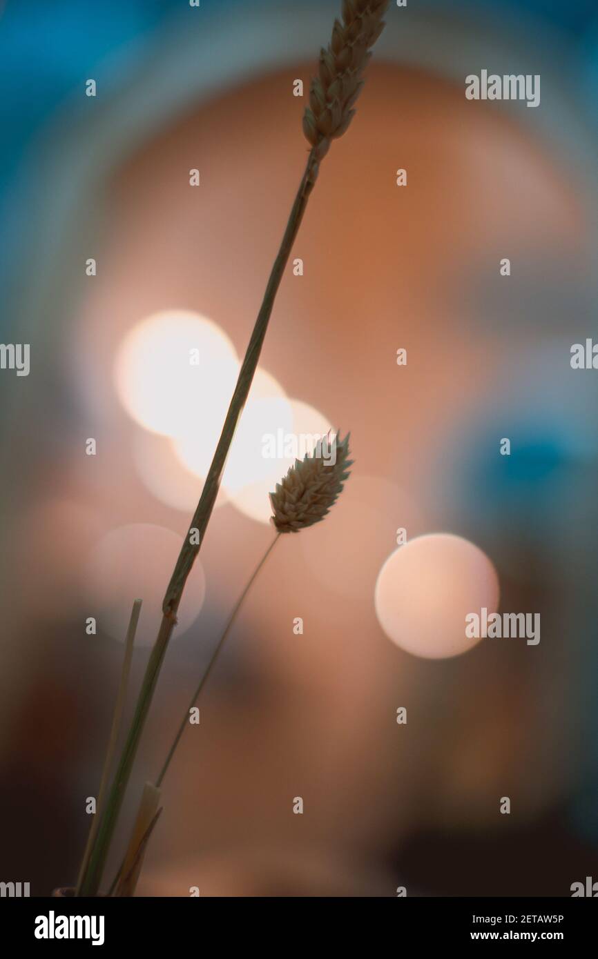 The canary grass spikes on the background with bokeh lights effect Stock Photo