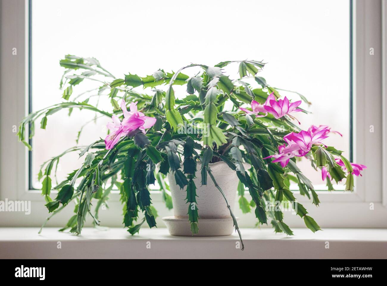 Christmas cactus (Schlumbergera) flowering on the windowsill Stock