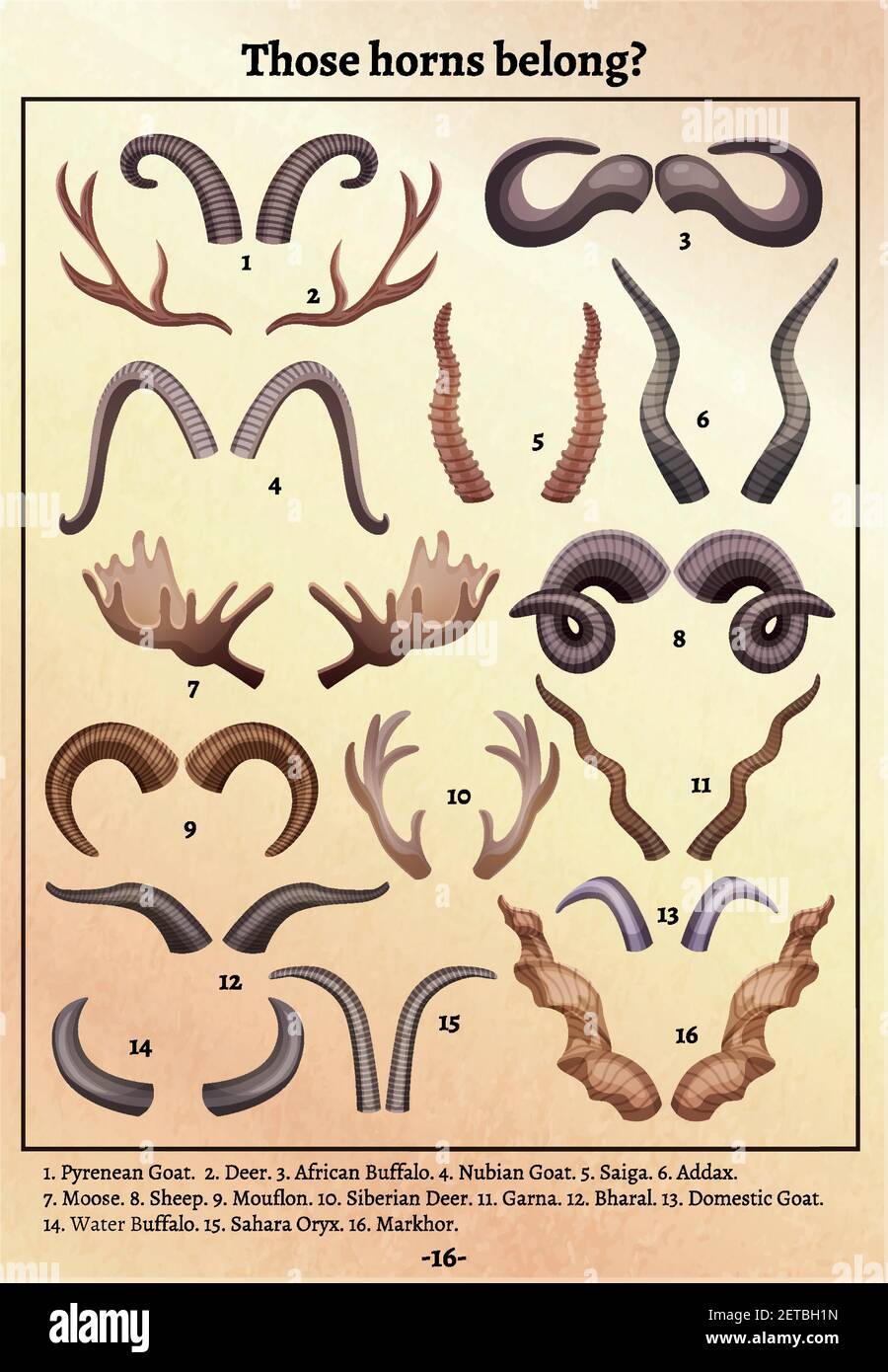 Wild animals horns anthers varieties old retro educational poster with ciphers and matching names footnote vector illustration Stock Vector