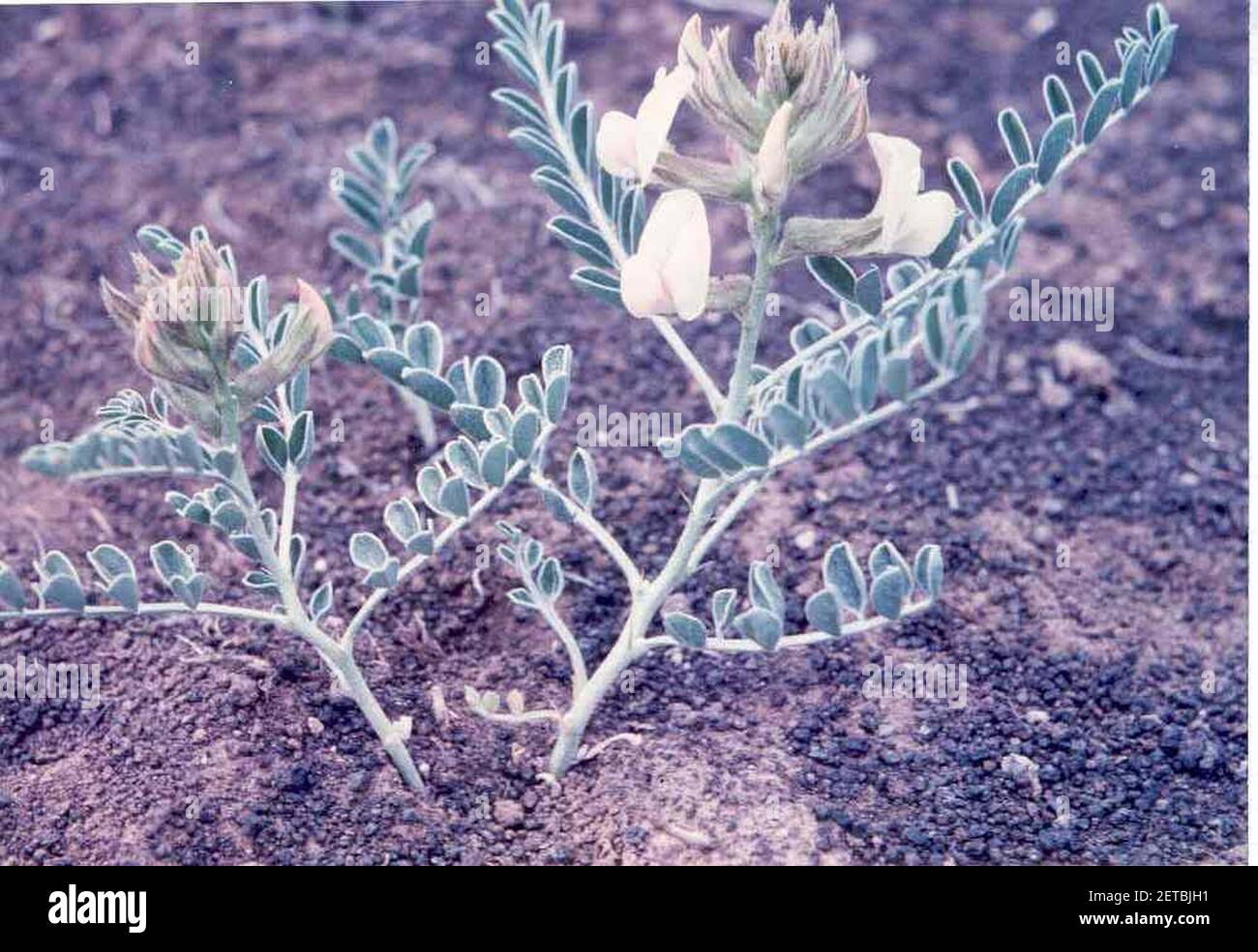 Peteria thompsoniae flowering in SW Idaho. Stock Photo