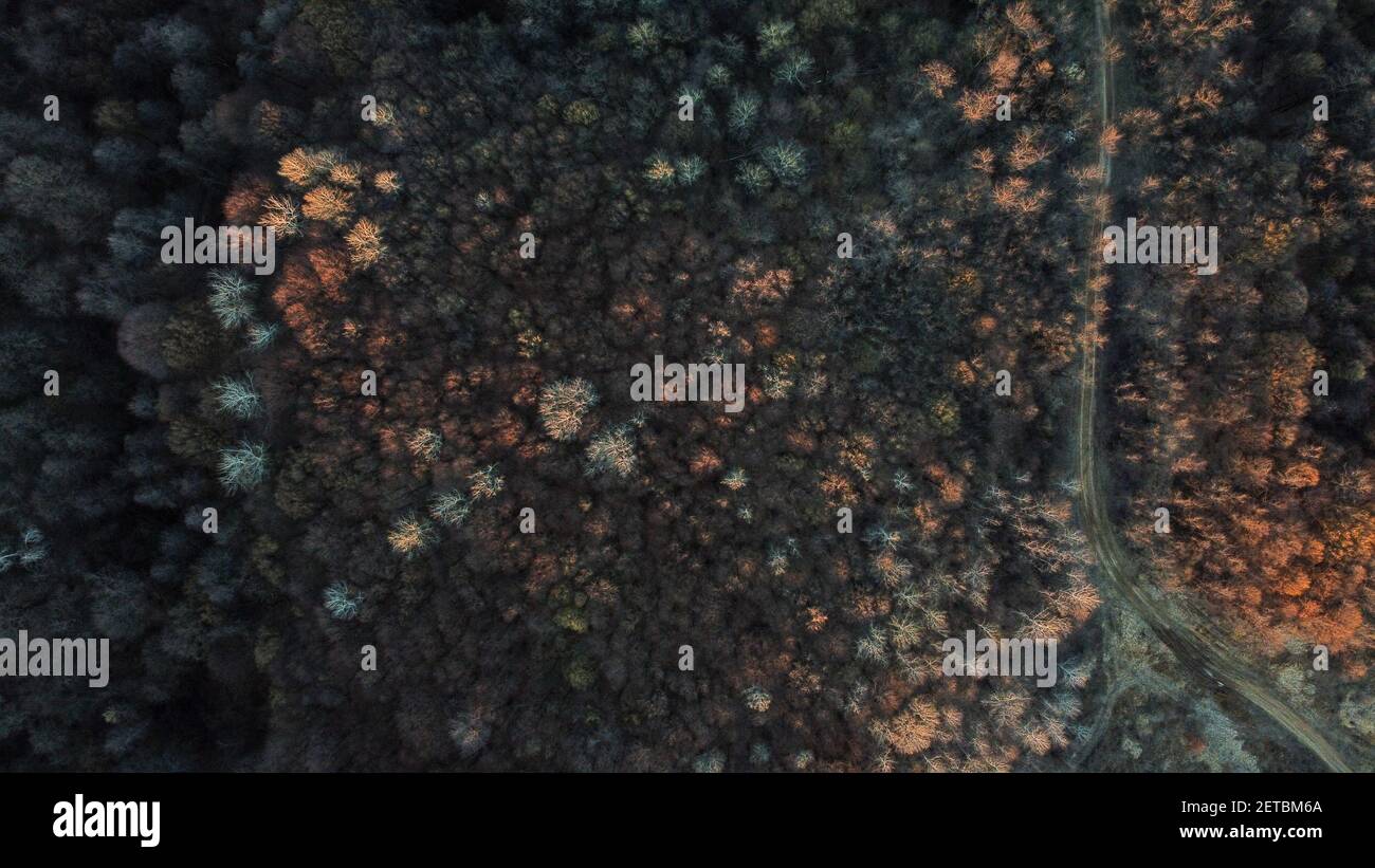 An aerial view of a road amidst trees in the forest during autumn Stock ...
