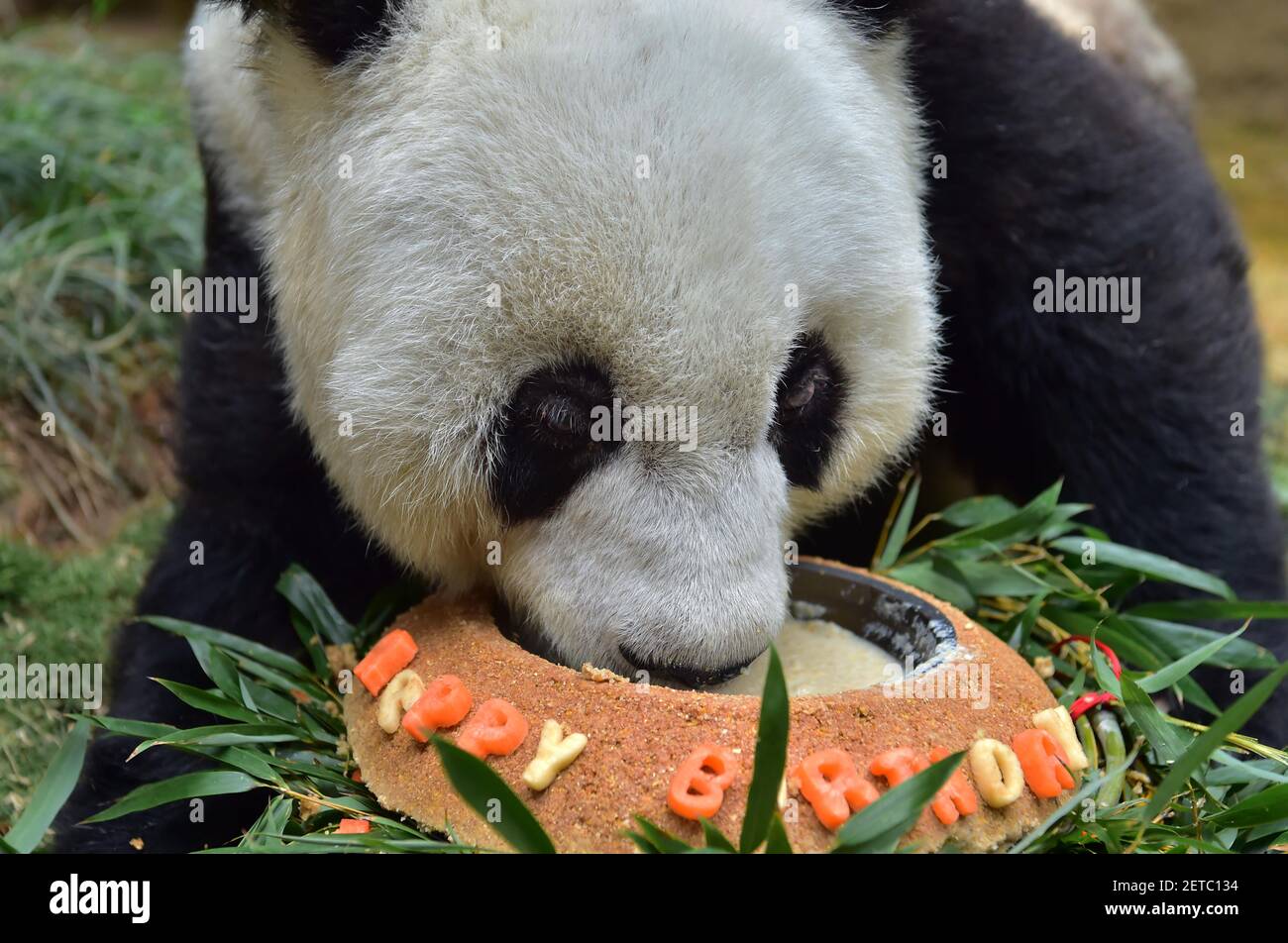 (170117) -- FUZHOU, Jan. 17, 2017 (Xinhua) -- Giant panda Basi enjoys ...