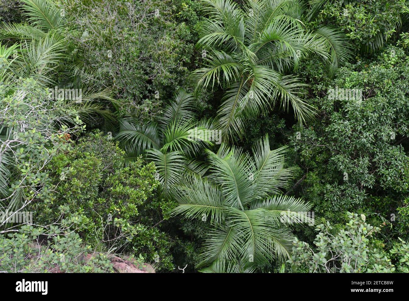 Palm tree (Arecaceae) flora surrounded by nature in Litchfield National Park, Australia. Stock Photo