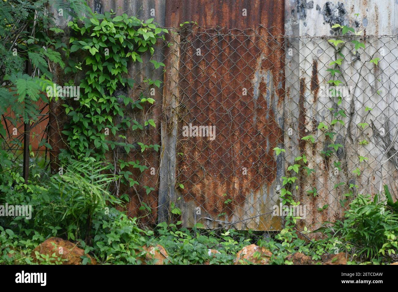Plants and vine leaves growing on old rusty, tin fence. Stock Photo