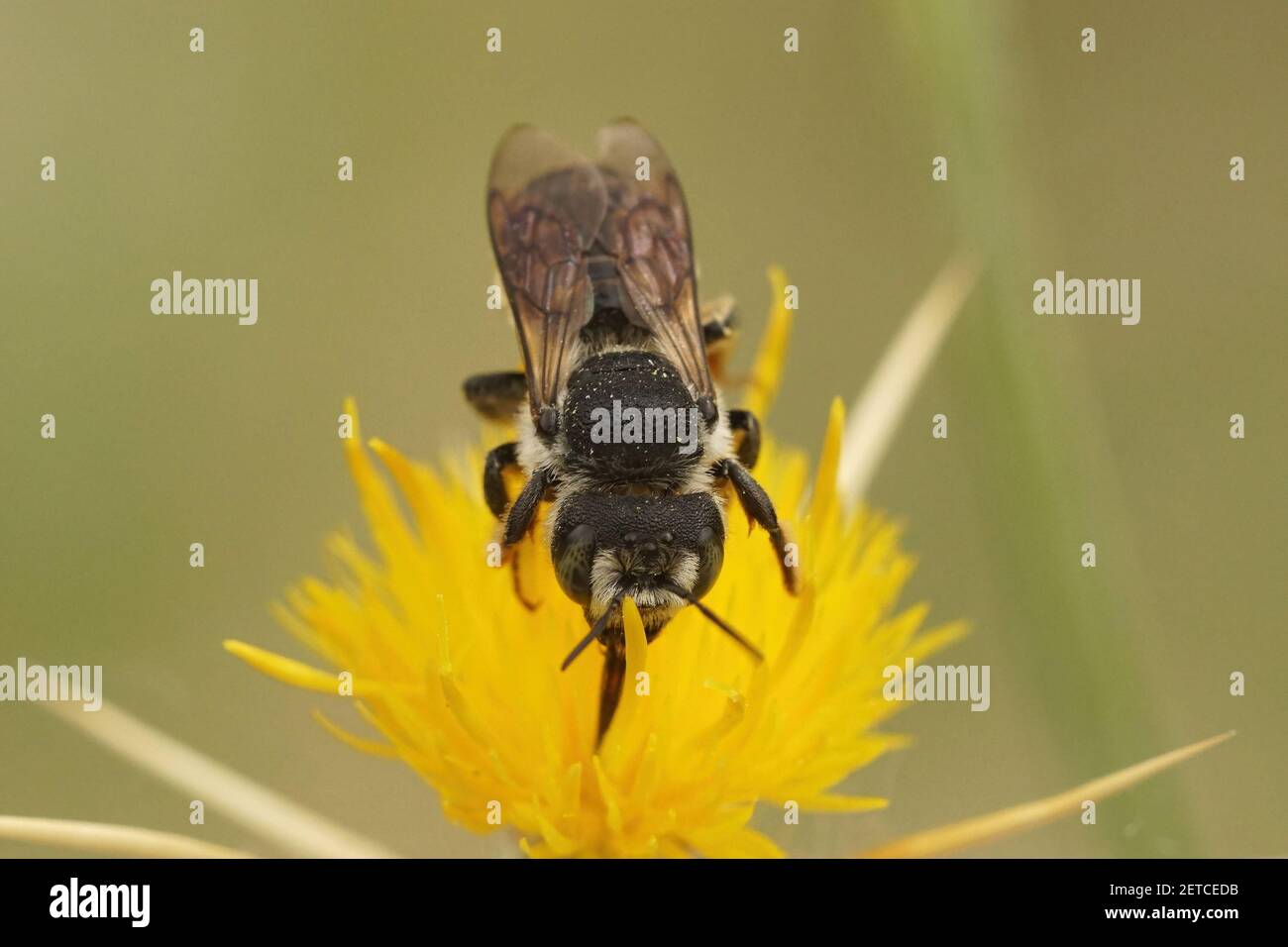 A solitary bee, Lithurgus chrysurus sipping nectar on the yellow flowers of Centaurea solstitialis Stock Photo