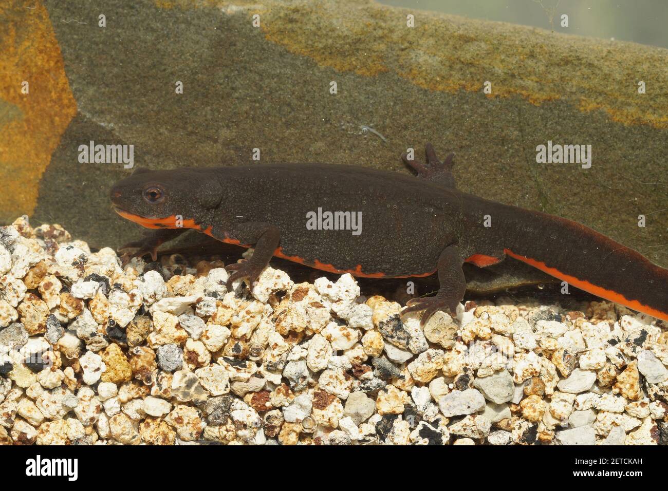 A closeup shot of an aquatic female of the Chinese fire-bellied newt, Cynops Orientalis Stock Photo