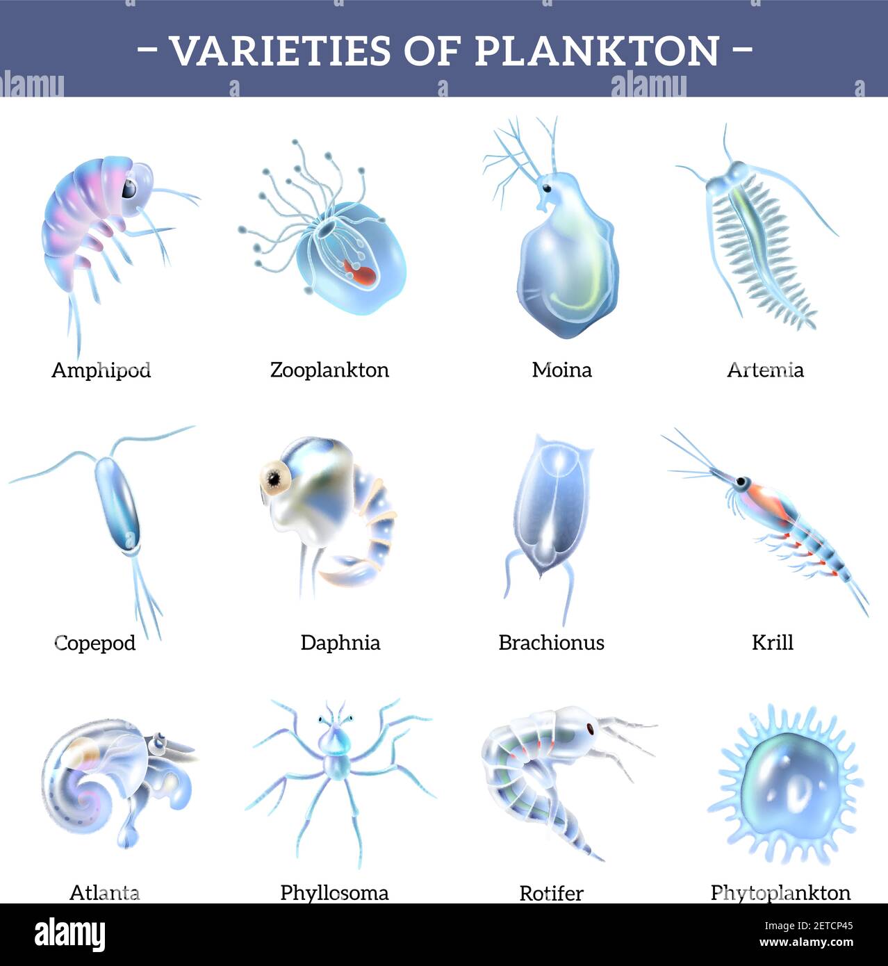 Varieties of plankton isolated icons set with text explanation cartoon vector illustration Stock Vector