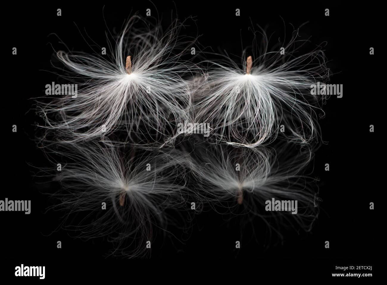 Seeds of a gomphocarpus physocarpus (balloon plant) milkweed with silk attached, on a black background Stock Photo