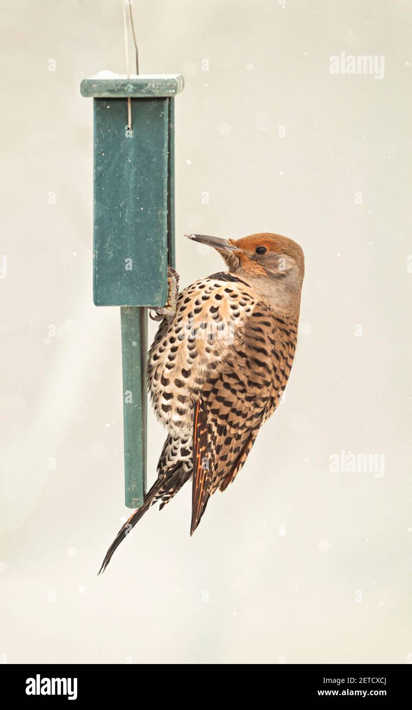 A northern flicker / common flicker / woodpecker, feeding on a suet bird feeder, during a light snow shower. Stock Photo
