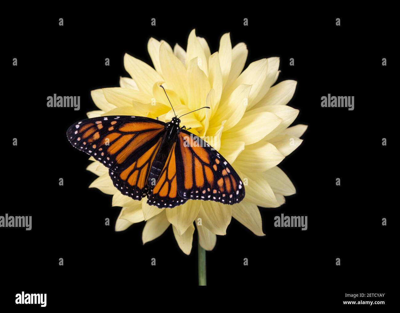 A monarch butterfly / danaus plexippus on a bright yellow dahlia flower ...
