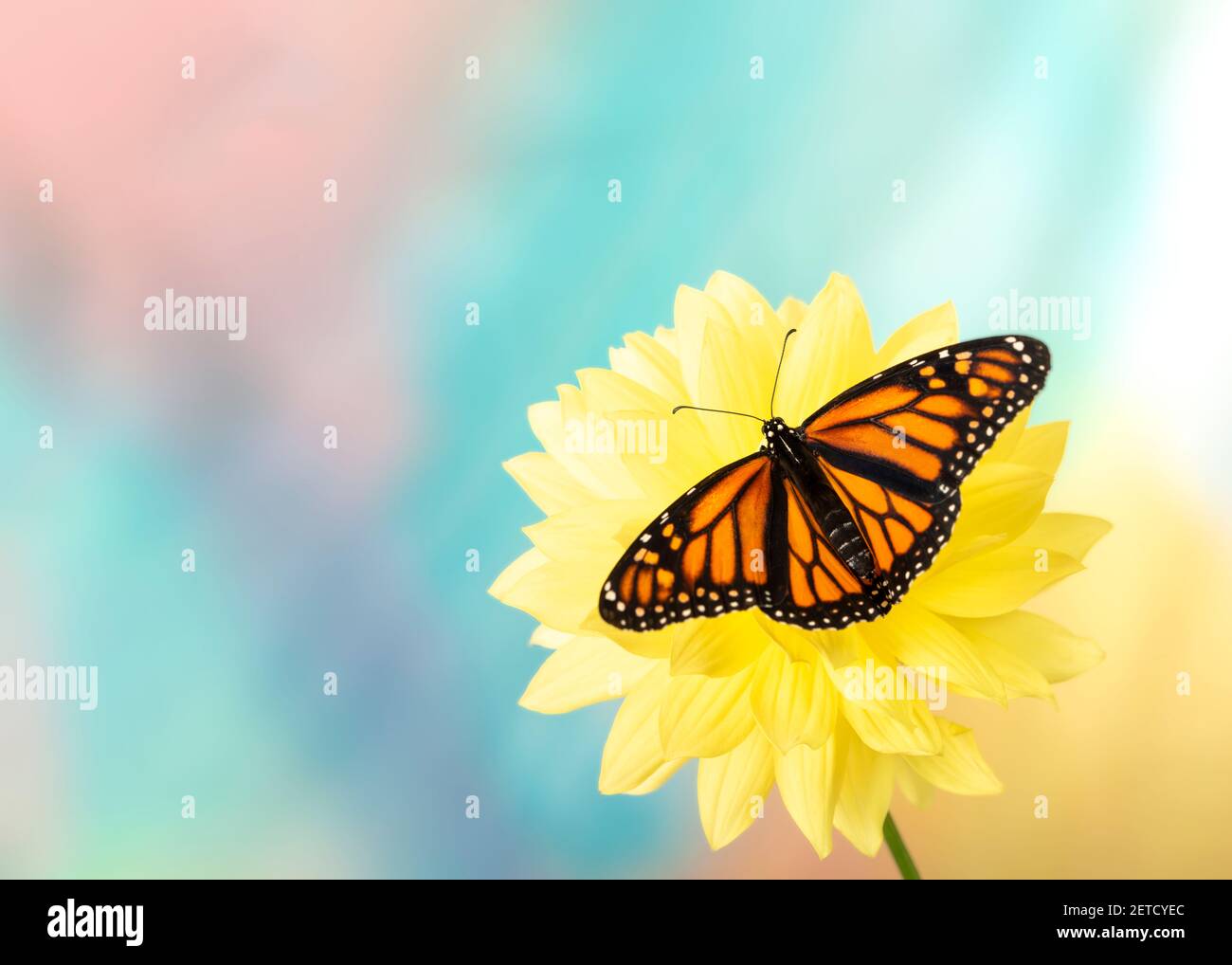Top view of a female monarch butterfly (Danaus plexippus) feeding on a ...